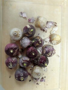 Plantation de jacinthes